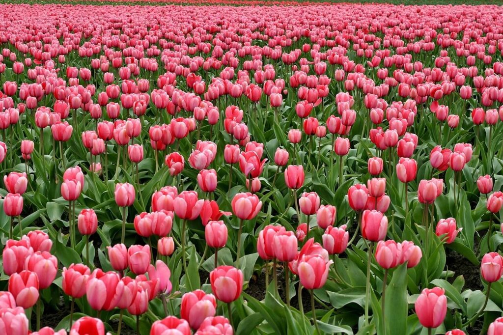 Bolha-das-Tulipas-primeira-bolha