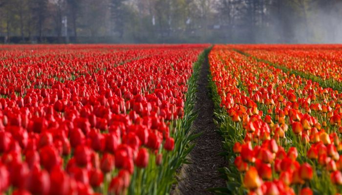 Bolha-das-Tulipas