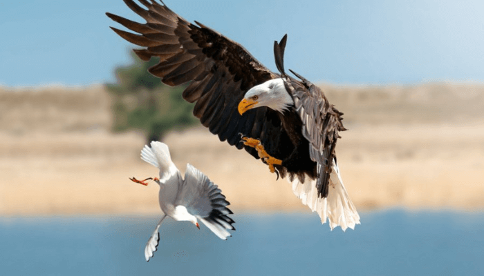 Dovish e Hawkish: Entenda Como Essas Políticas Monetárias Influenciam o Mercado Financeiro 2 Dovish-e-Hawkish-águia-e-facão