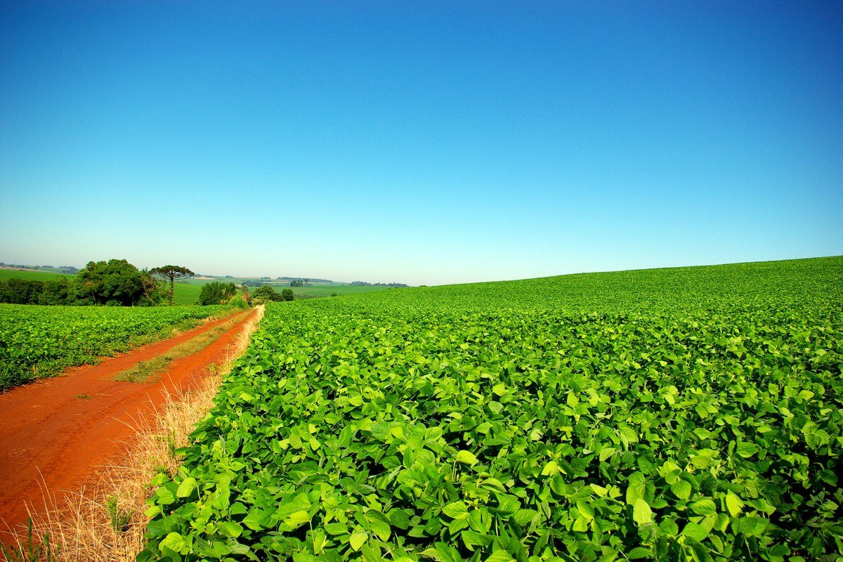 Plantação de soja no Rio Grande do Sul, ilustrando o agronegócio como componente relevante do PIB brasileiro