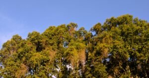 A história da Suzano: do imigrante que virou pioneiro do eucalipto à maior produtora de celulose do mundo