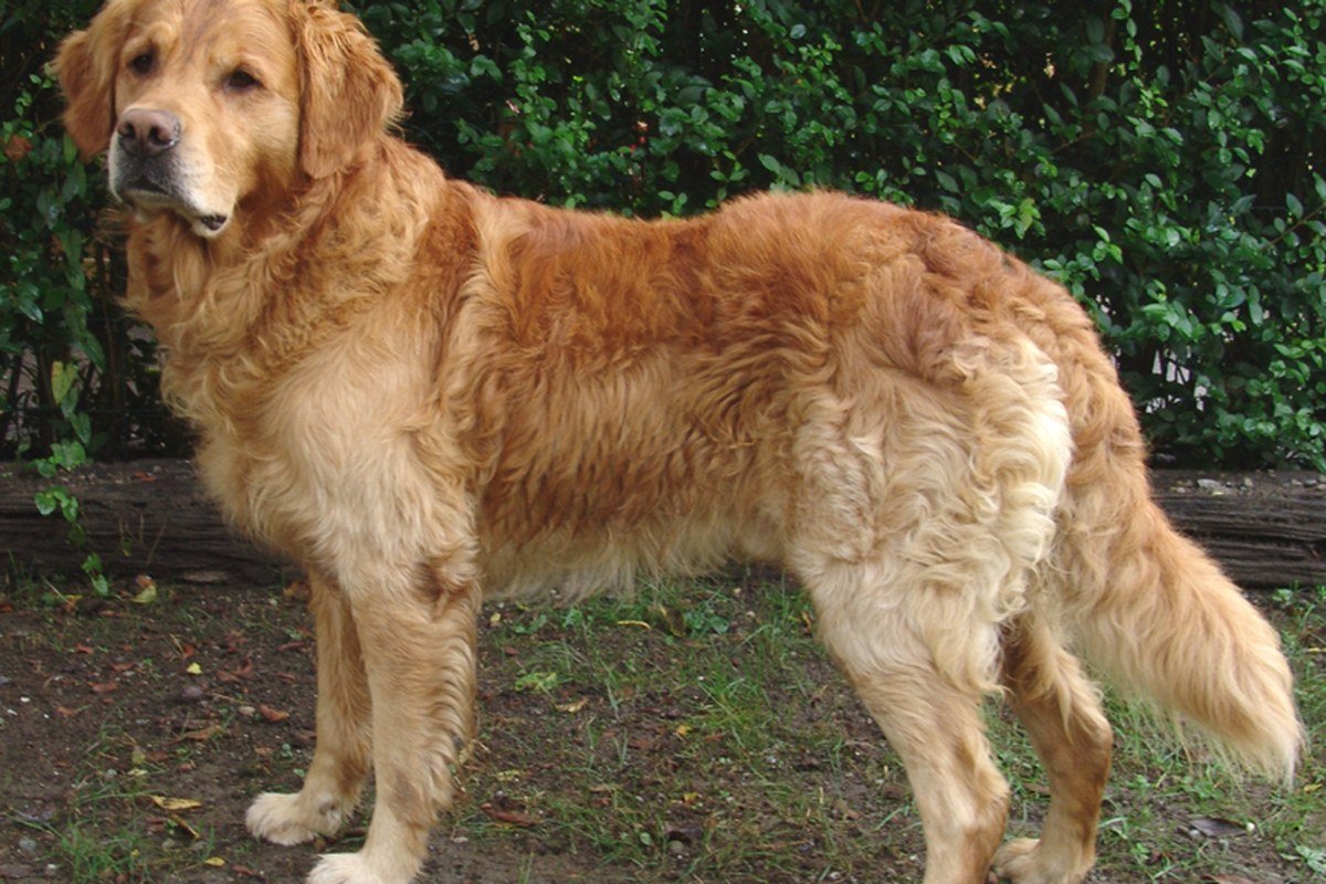 Cão golden retriever, ilustrando o público pet atendido pela Petz