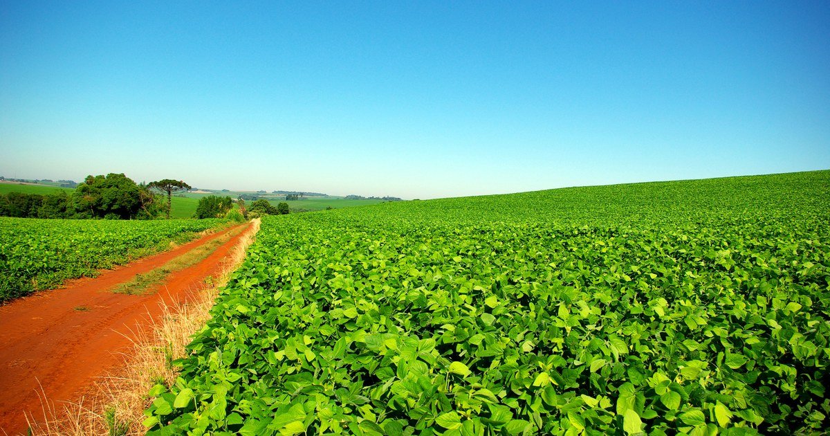 Agropecuária: o setor que mais cresceu no PIB do 2º trimestre de 2026, com alta de 2,8% Plantação de soja no Rio Grande do Sul, ilustrando a agropecuária, setor que puxou o crescimento do PIB no 2º trimestre de 2026