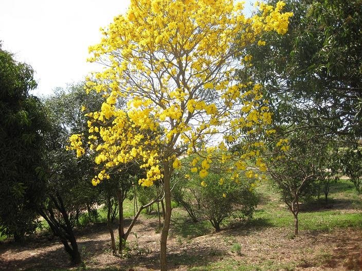 Quem é o dono da Ypê? A fabricante de Amparo pertence à família Beira 3 Ipê-amarelo florido, com a copa coberta de flores amarelas, em meio a árvores verdes